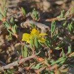 Fumana viridis Flower