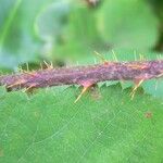 Rubus nigricans Rinde