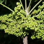 Zanthoxylum setulosum Vili