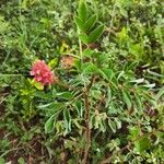 Indigofera hirsuta Hoja