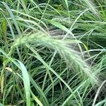 Elymus canadensis Floare