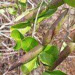Mascarenhasia arborescens Fruto