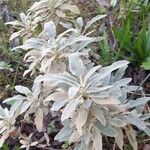Salvia argentea Costuma