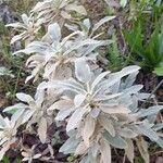 Salvia argentea 整株植物