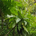 Sonchus fruticosus Hoja