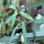 Euphorbia balsamifera Blad