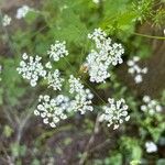 Chaerophyllum temulum Цветок