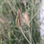 Podospermum laciniatum Kukka