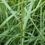Arrhenatherum elatius Floro