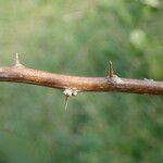 Lycium chinense Bark