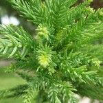 Cryptomeria japonica Levél