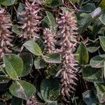 Salix glauca Flower