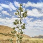 Eryngium campestre Gyümölcs