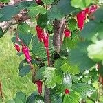 Ribes speciosum ফুল