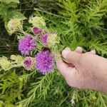 Vernonia arkansana Flower