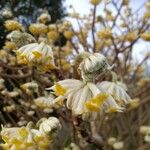 Edgeworthia chrysanthaFleur