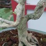 Serissa japonica Corteza