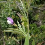 Vicia bithynica موطن