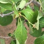 Ehretia amoena Leaf