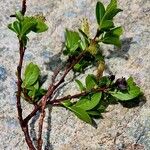 Salix myrsinifolia Levél