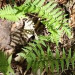 Dryopteris villarii Fulla