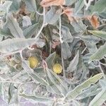 Solanum elaeagnifolium 果