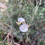 Convolvulus oleifolius Flower