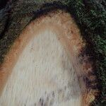 Julbernardia pellegriniana Corteza