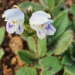 Craterostigma hirsutum Blüte