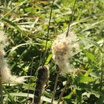 Typha orientalis Fruit