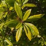 Pittosporum undulatum Leaf