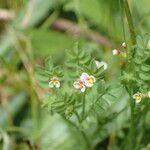 Ornithopus perpusillus Flower