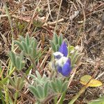 Lupinus bicolor Plante entière