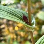 Tricyrtis formosana Hoja