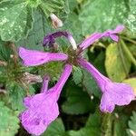 Betonica macrantha Flower