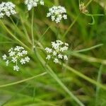 Cicuta bulbifera