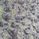 Zanthoxylum clava-herculis Corteza