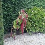 Amaranthus caudatus Blüte