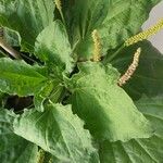 Plantago majorList