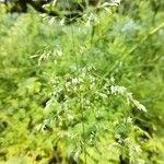 Poa trivialis Flor