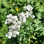 Achillea macrophylla花