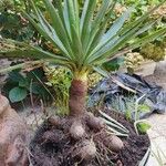 Dracaena draco 叶