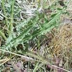 Crepis occidentalis Leaf