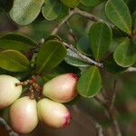 Syzygium ngoyense Fruto