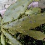 Opuntia maxima Blatt