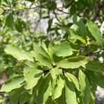 Ilex mucronata Blatt