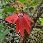 Passiflora vitifoliaFlower