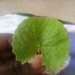 Centella asiatica Leaf