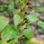 Goodyera oblongifolia Fruit