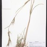 Themeda quadrivalvis Агульны выгляд